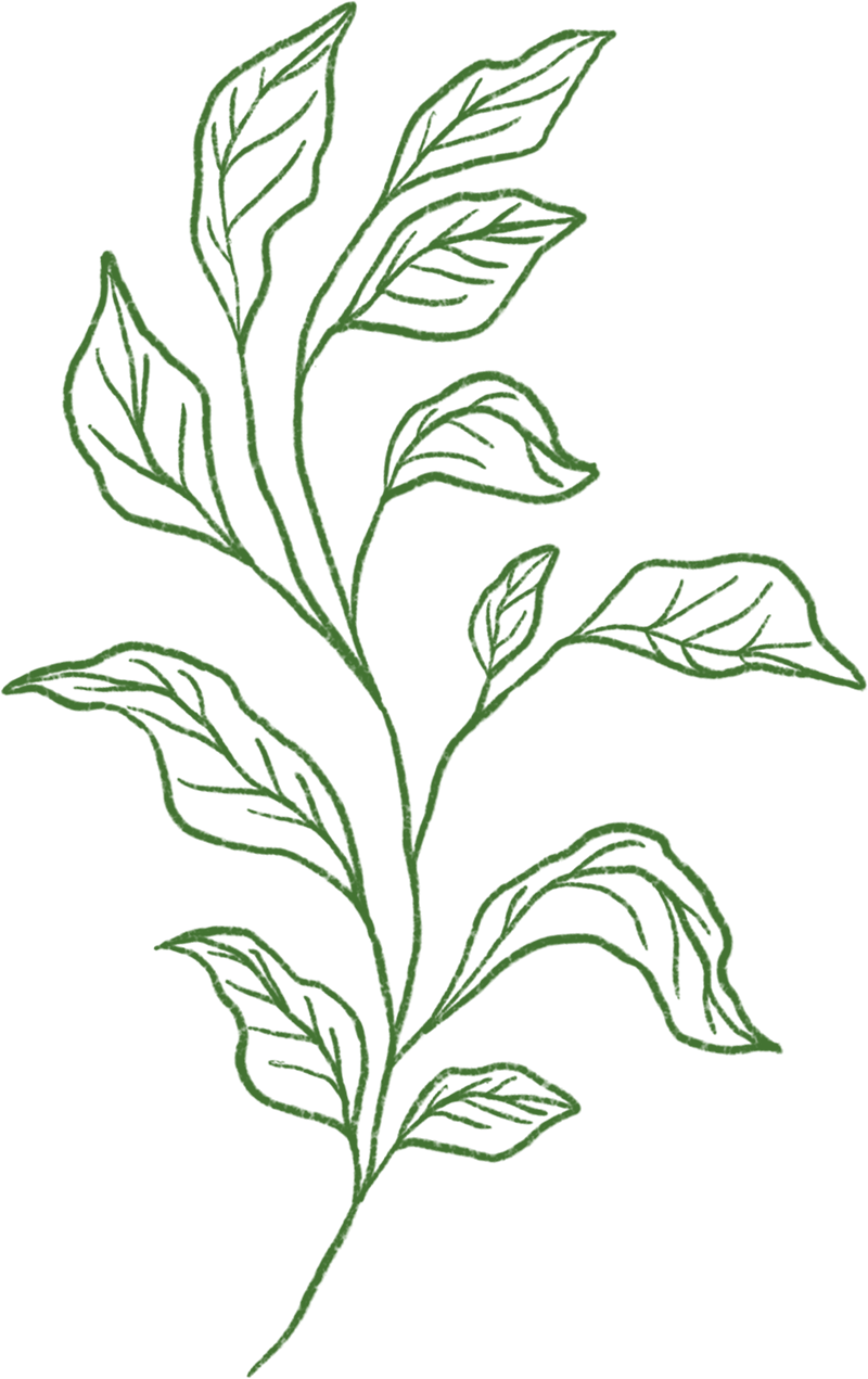 green leaf asset