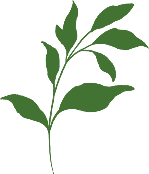 solid green leaf asset